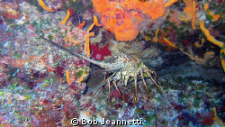 This lobster was 20+ pounds by Bob Jeannetti 